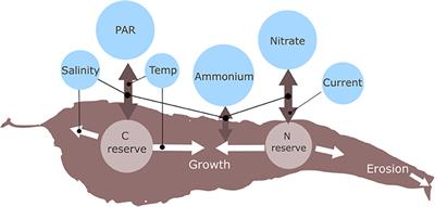 The Kelp Cultivation Potential in Coastal and Offshore Regions of Norway